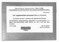 Leptotrochila verrucosa image